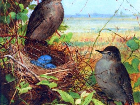 Thurshes Nest by Fidelia Bridges - Hand-Painted Oil Painting on Canvas Hot on Sale