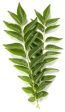 Curry Leaves - Grade A ,100 gm , 250 gm Discount