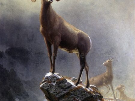 A Rocky Mountain Sheep by Albert Bierstadt - Hand-Painted Oil Painting on Canvas Online Hot Sale