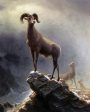 A Rocky Mountain Sheep by Albert Bierstadt - Hand-Painted Oil Painting on Canvas Online Hot Sale