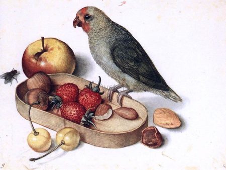 Still-Life with Pygmy Parrot by Georg Flegel - Hand-Painted Oil Painting on Canvas Sale