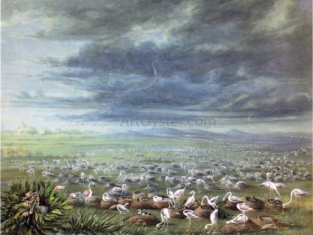 Ambush for Flamingos in South America by George Catlin - Hand-Painted Oil Painting on Canvas Online