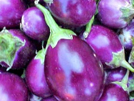 Brinjal - Round Fashion