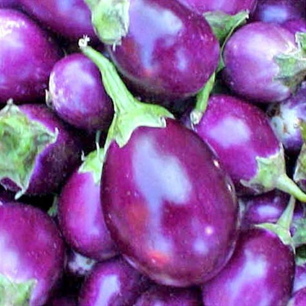 Brinjal - Round Fashion