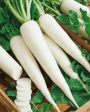 Radish White - Grade A , 500 gm ,1 kg Cheap