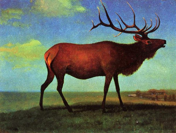 Elk by Albert Bierstadt - Hand-Painted Oil Painting on Canvas Hot on Sale