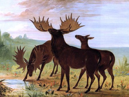 Moose at Waterhole by George Catlin - Hand-Painted Oil Painting on Canvas For Cheap