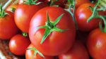 Tomato Hybrid - Grade A Sale