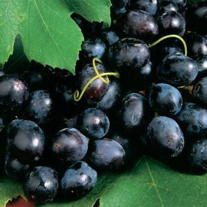 Grapes - Sharad Seedless, 500 gm , 1 kg For Discount