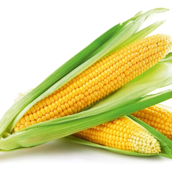 Sweet Corn, 1 nos packet Sale