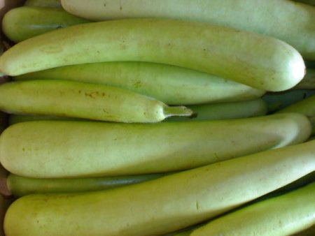 Bottle Gourd - (Big) Grade A Supply