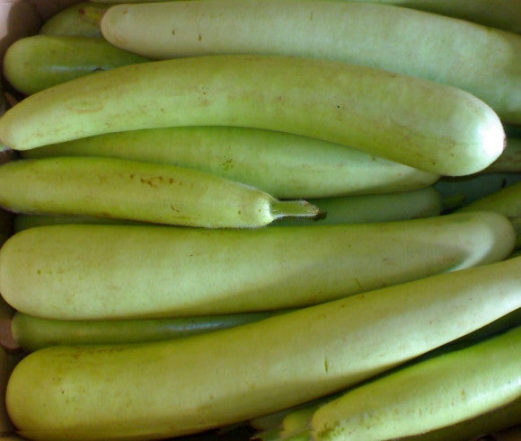 Bottle Gourd - (Big) Grade A Supply